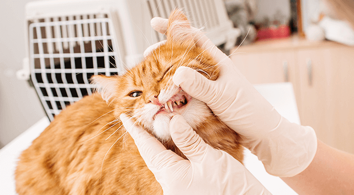 Vet checking out a cats teeth