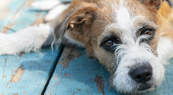 Jack russell terrier laying with its head down