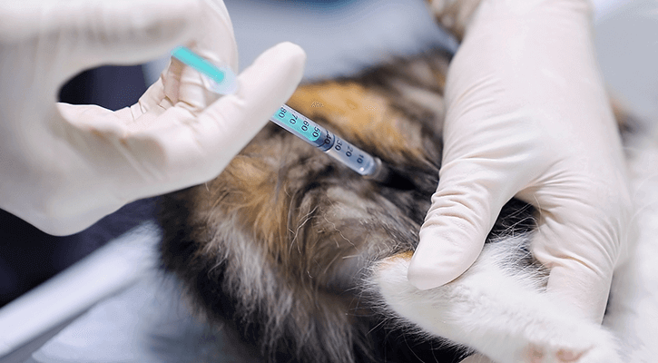 Cat getting a vaccine in back leg