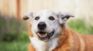 Senior dog smiling while outside