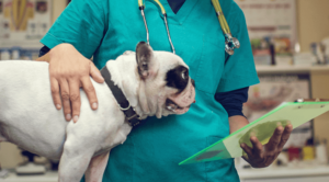 Boston terrier standing in front of a vet holding a clipboard